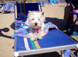 spiaggia per i cani a Bibione