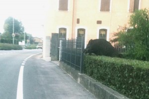 il cinghiale a Cesarolo