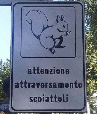 cartello "attraversamento scoiattoli"