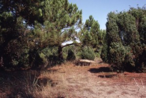 la pineta a Bibione