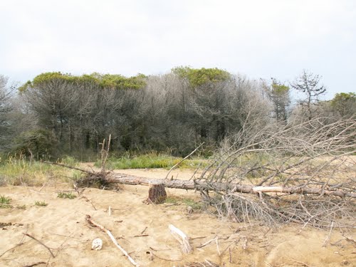 erosione della spiaggia a Bibione