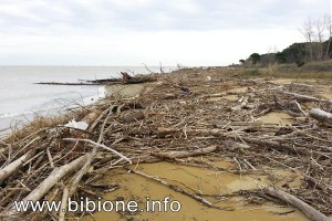 Detritti alla foce del Tagliamento dopo la mareggiata