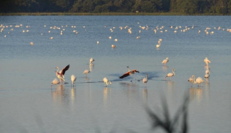 Fenicotteri in Valgrande a Bibione