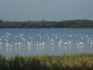 Fenicotteri a Bibione